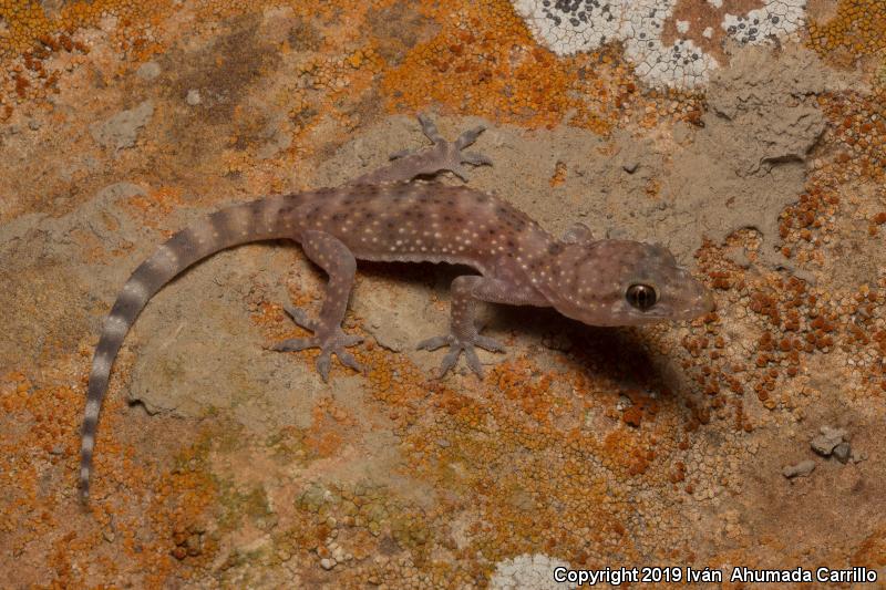 Mediterranean House Gecko (Hemidactylus turcicus)