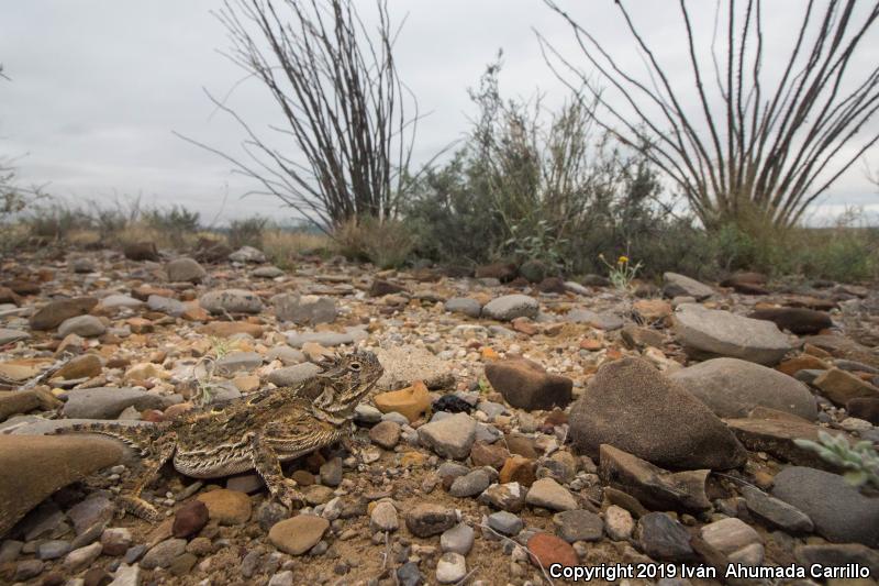 Texas Horned Lizard (Phrynosoma cornutum)