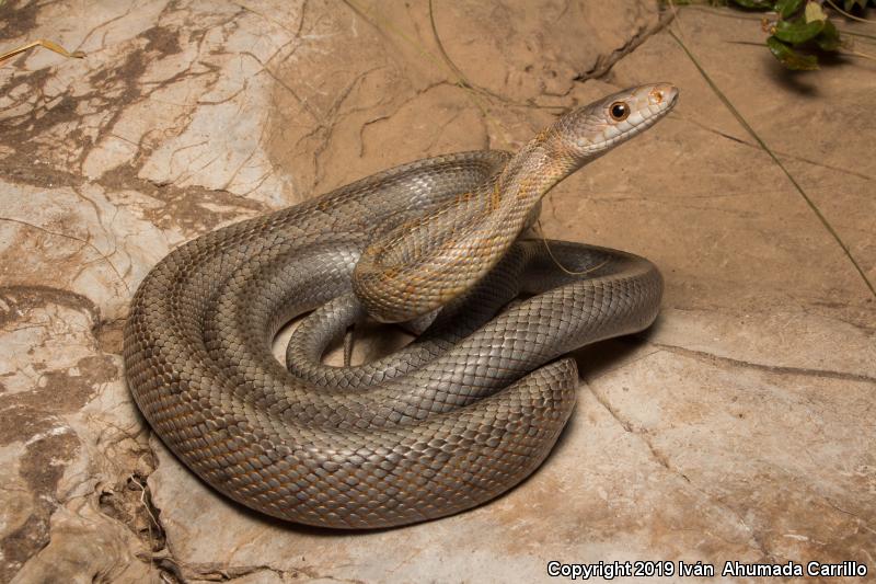 Baird's Ratsnake (Pantherophis bairdi)