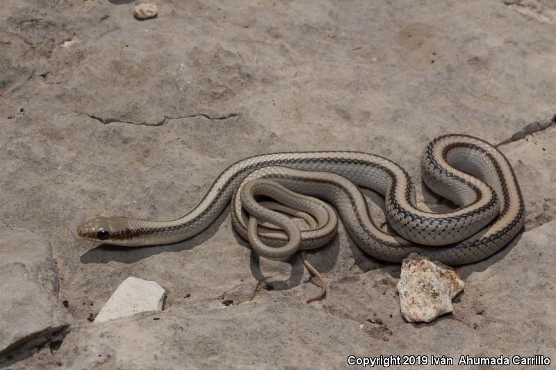 Mountain Patch-nosed Snake (Salvadora grahamiae grahamiae)