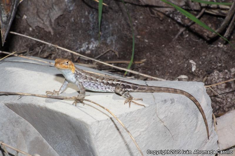 Blue-bellied Lizard (Sceloporus parvus)