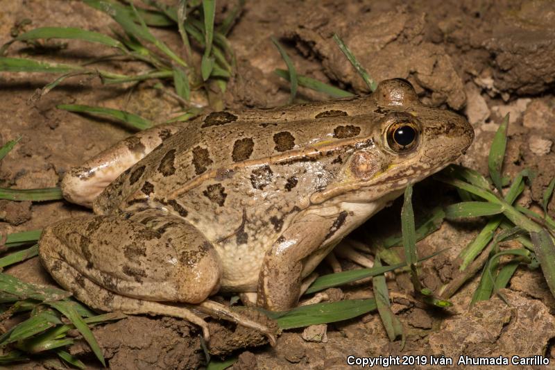 Rio Grande Leopard Frog (Lithobates berlandieri)