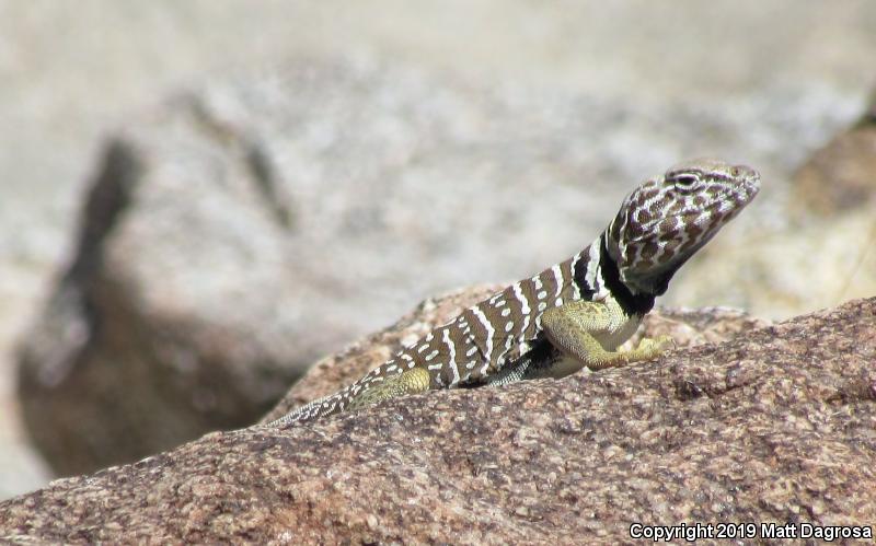 Baja California Collared Lizard (Crotaphytus vestigium)