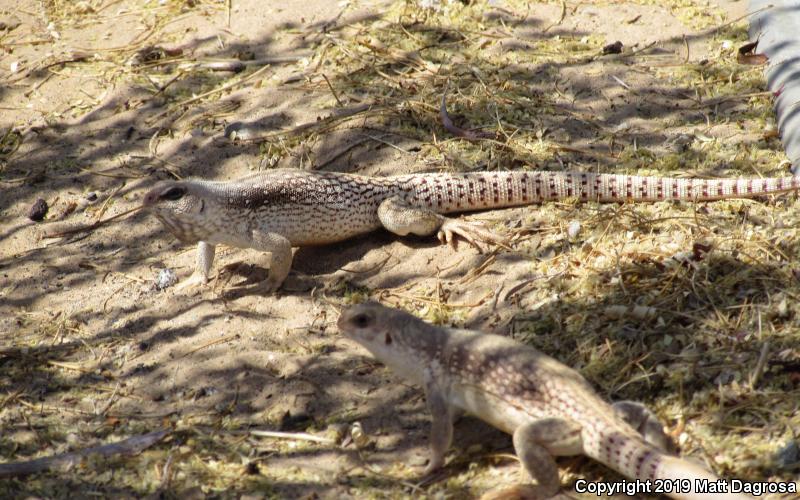 Northern Desert Iguana (Dipsosaurus dorsalis dorsalis)