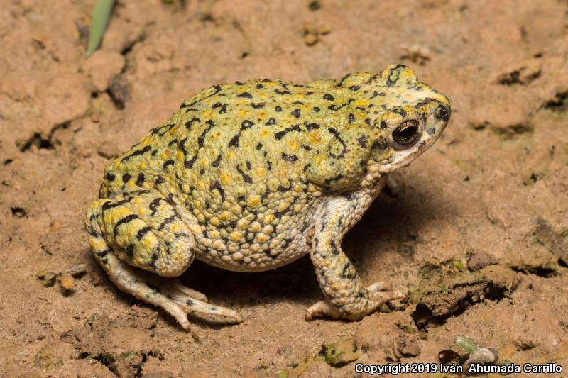 Green Toad (Anaxyrus debilis)