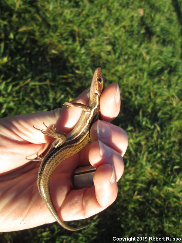 Southeastern Five-lined Skink (Plestiodon inexpectatus)