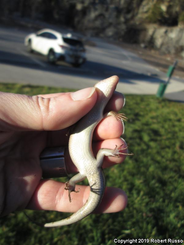 Southeastern Five-lined Skink (Plestiodon inexpectatus)