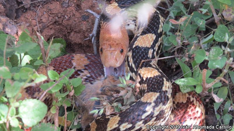 Mexican Bullsnake (Pituophis deppei)