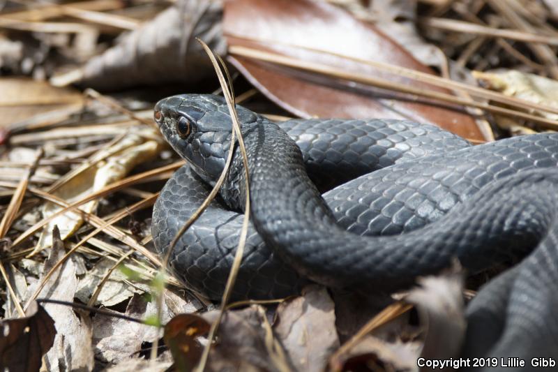 Southern Black Racer (Coluber constrictor priapus)