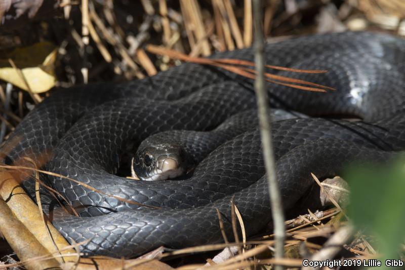 Southern Black Racer (Coluber constrictor priapus)