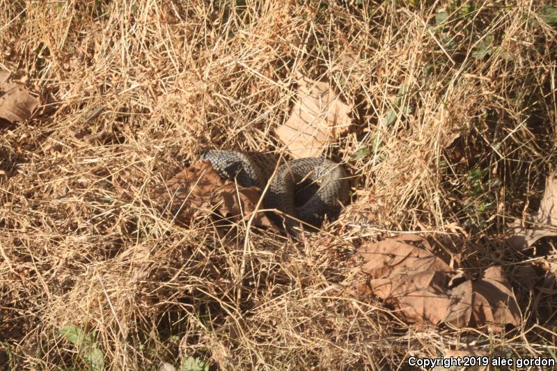 Black Kingsnake (Lampropeltis getula nigra)