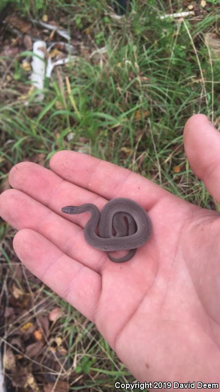 Eastern Smooth Earthsnake (Virginia valeriae valeriae)