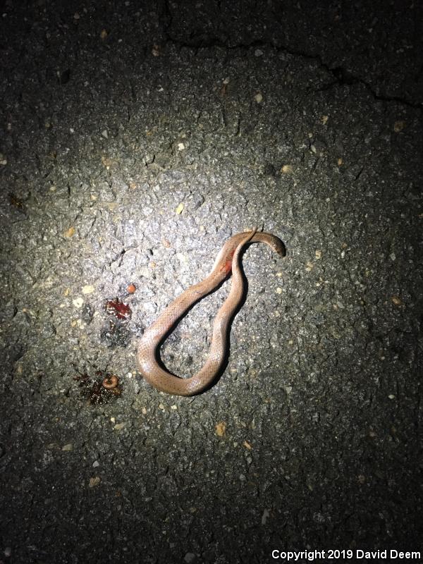 Eastern Smooth Earthsnake (Virginia valeriae valeriae)