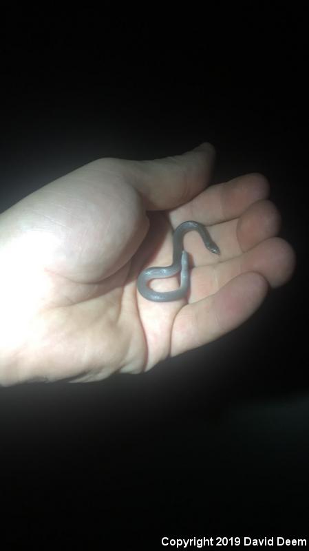 Eastern Smooth Earthsnake (Virginia valeriae valeriae)