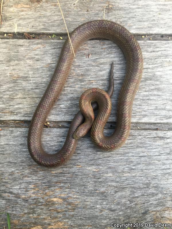 Mole Kingsnake (Lampropeltis calligaster rhombomaculata)