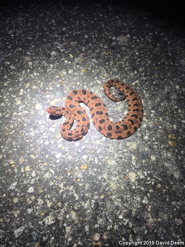 Carolina Pigmy Rattlesnake (Sistrurus miliarius miliarius)