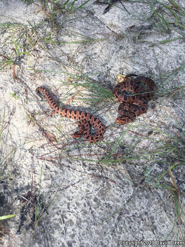 Carolina Pigmy Rattlesnake (Sistrurus miliarius miliarius)