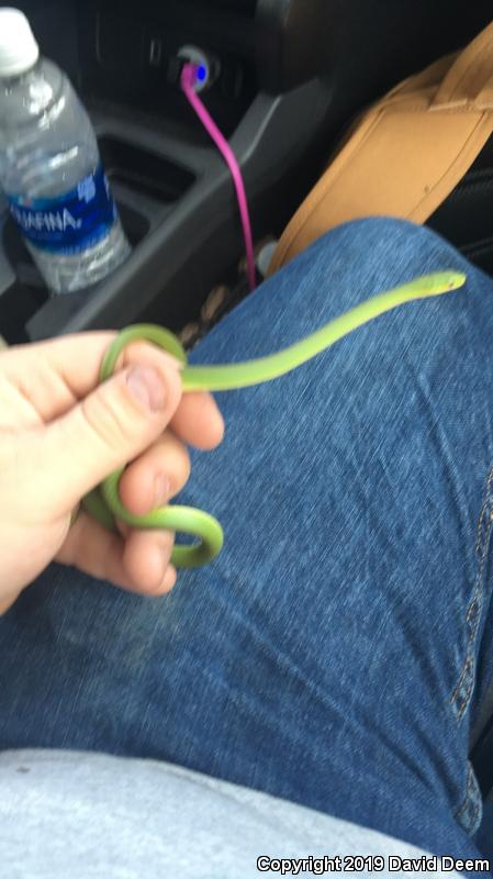 Northern Rough Greensnake (Opheodrys aestivus aestivus)