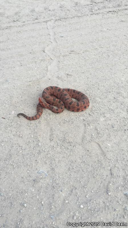 Carolina Pigmy Rattlesnake (Sistrurus miliarius miliarius)