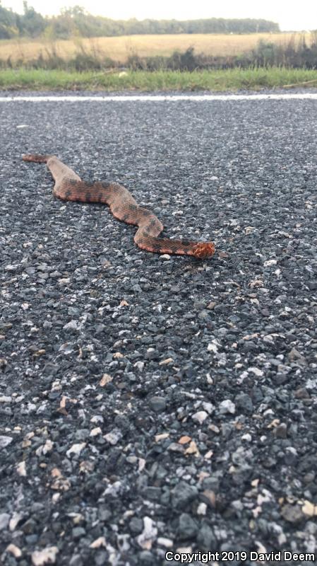 Carolina Pigmy Rattlesnake (Sistrurus miliarius miliarius)