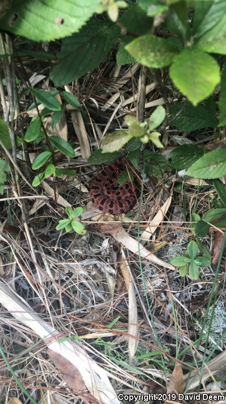 Carolina Pigmy Rattlesnake (Sistrurus miliarius miliarius)