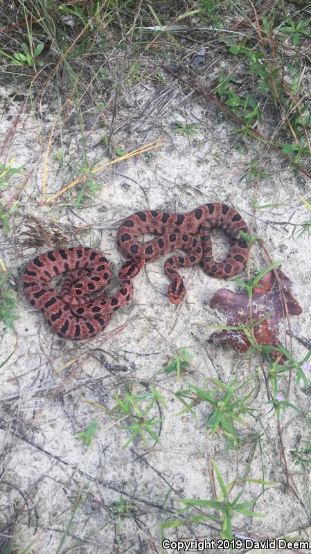 Carolina Pigmy Rattlesnake (Sistrurus miliarius miliarius)