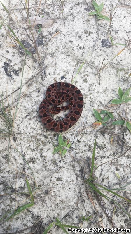 Carolina Pigmy Rattlesnake (Sistrurus miliarius miliarius)