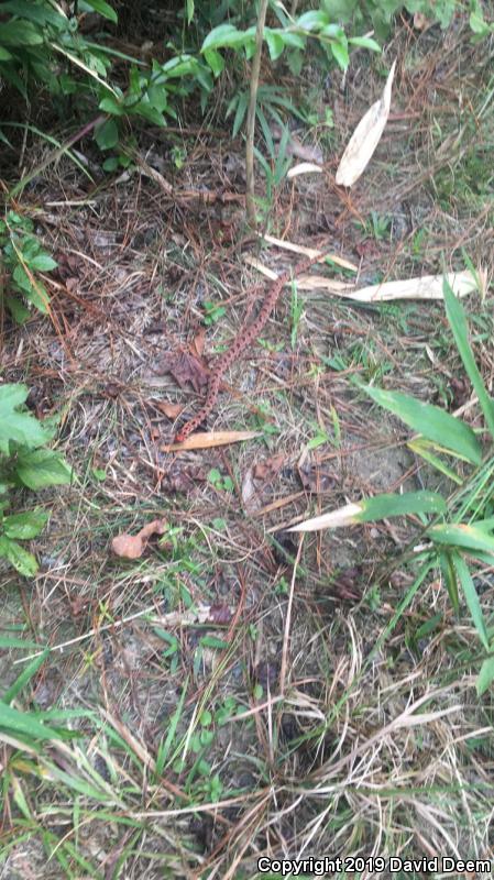 Carolina Pigmy Rattlesnake (Sistrurus miliarius miliarius)