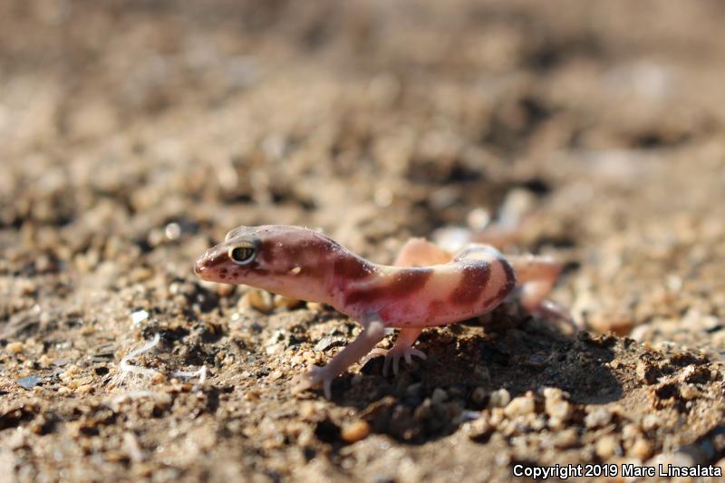 San Diego Banded Gecko (Coleonyx variegatus abbotti)