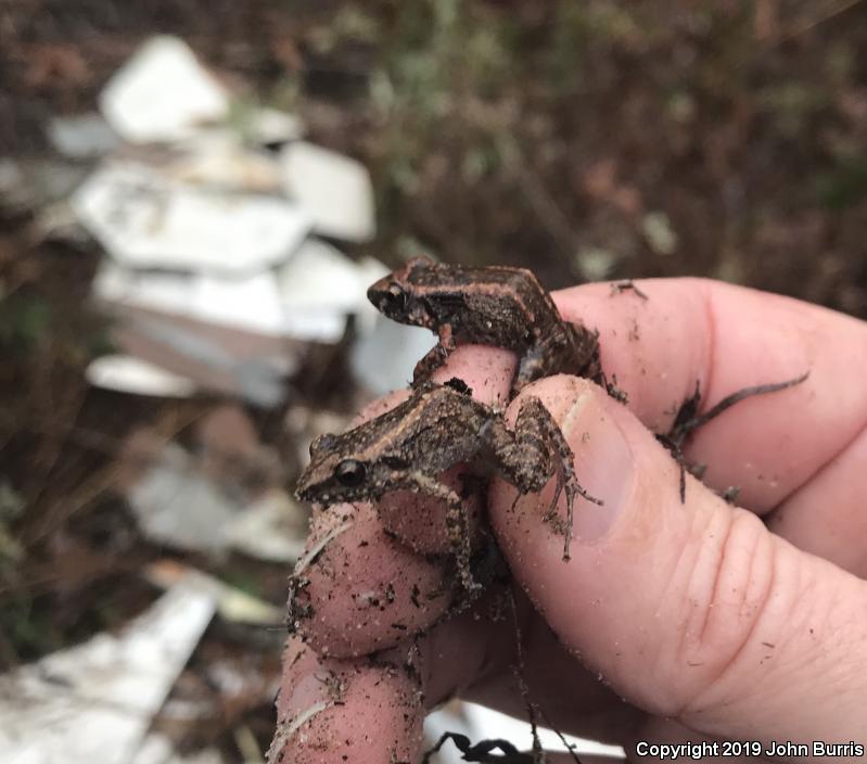 Greenhouse Frog (Eleutherodactylus planirostris)