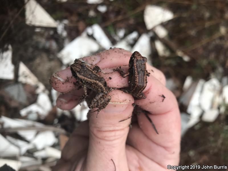 Greenhouse Frog (Eleutherodactylus planirostris)