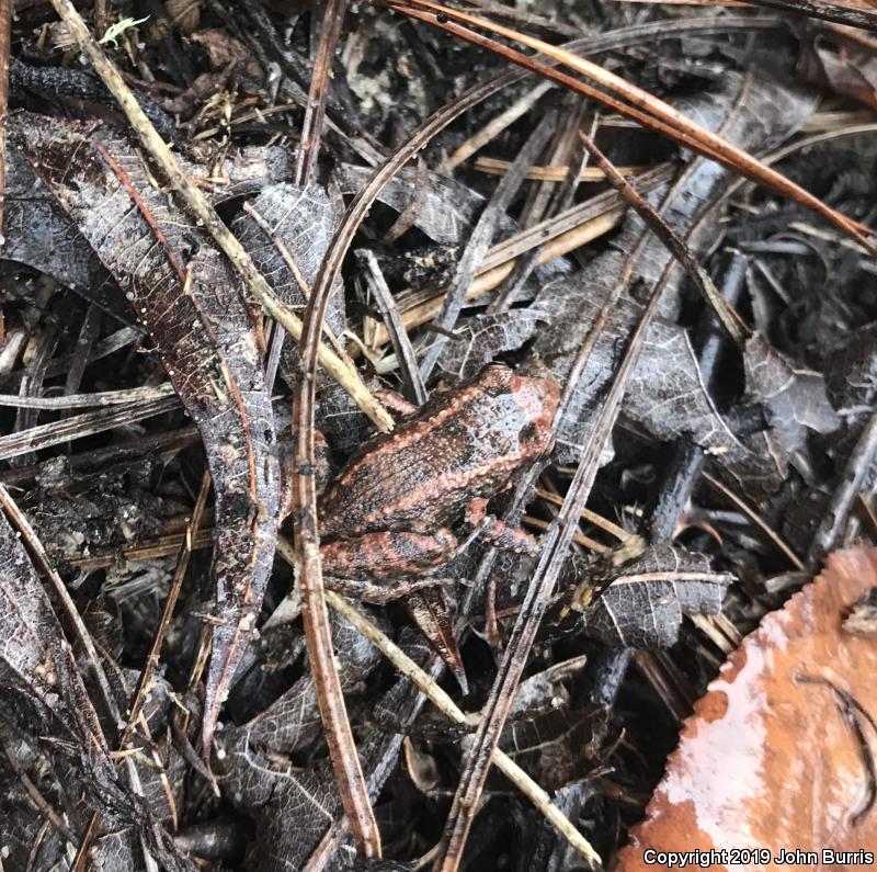 Greenhouse Frog (Eleutherodactylus planirostris)