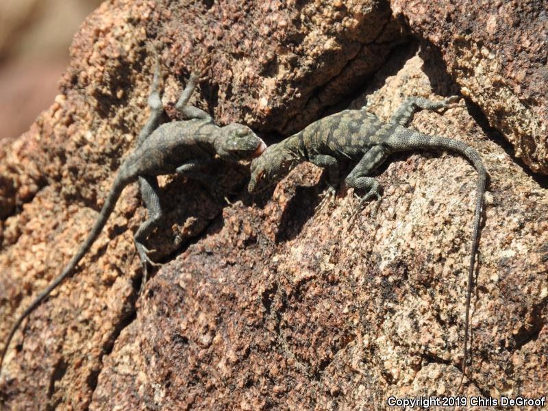 Banded Rock Lizard (Petrosaurus mearnsi)