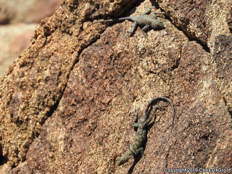 Banded Rock Lizard (Petrosaurus mearnsi)