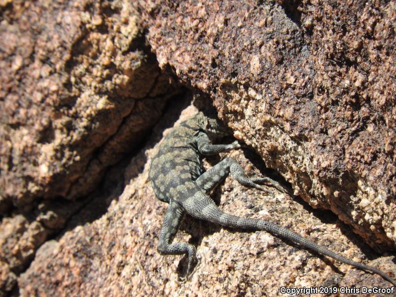 Banded Rock Lizard (Petrosaurus mearnsi)