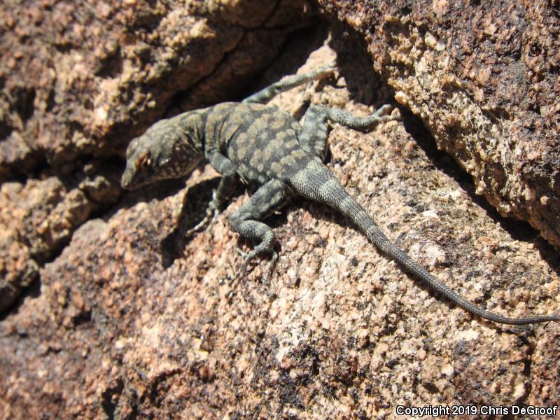 Banded Rock Lizard (Petrosaurus mearnsi)