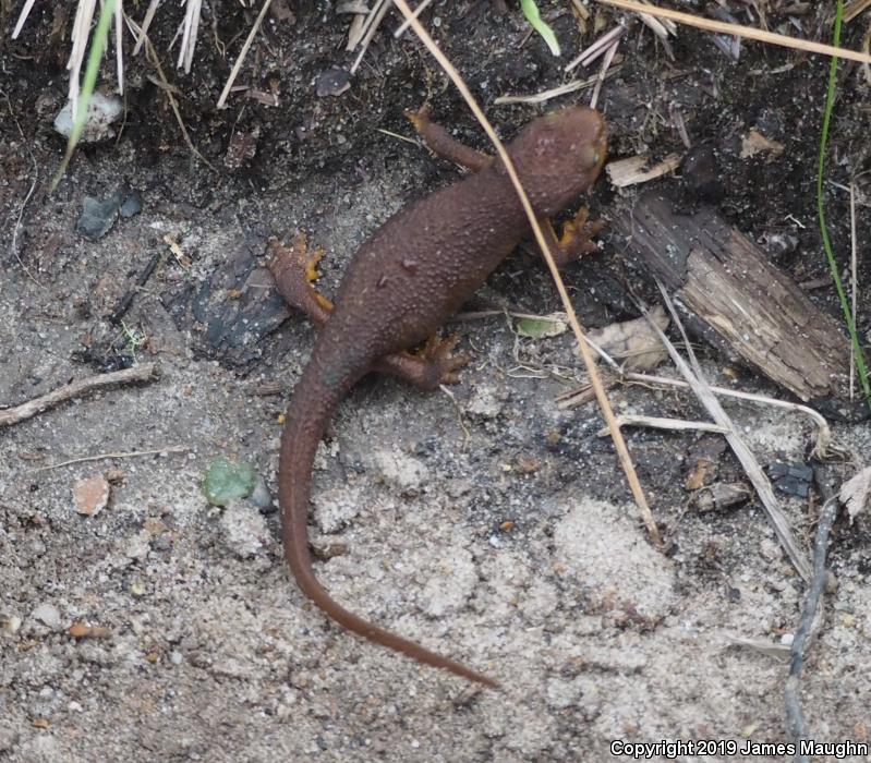 Rough-skinned Newt (Taricha granulosa)