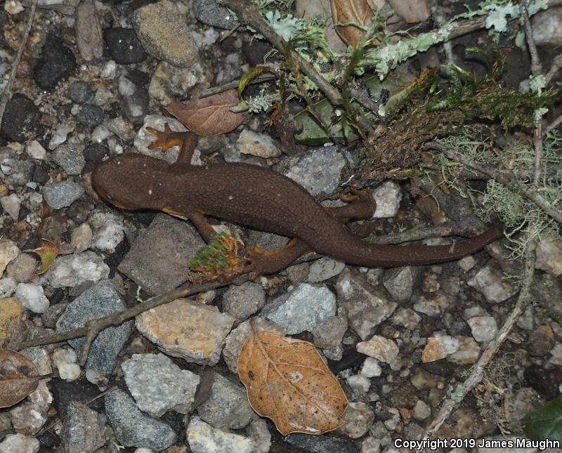 Rough-skinned Newt (Taricha granulosa)