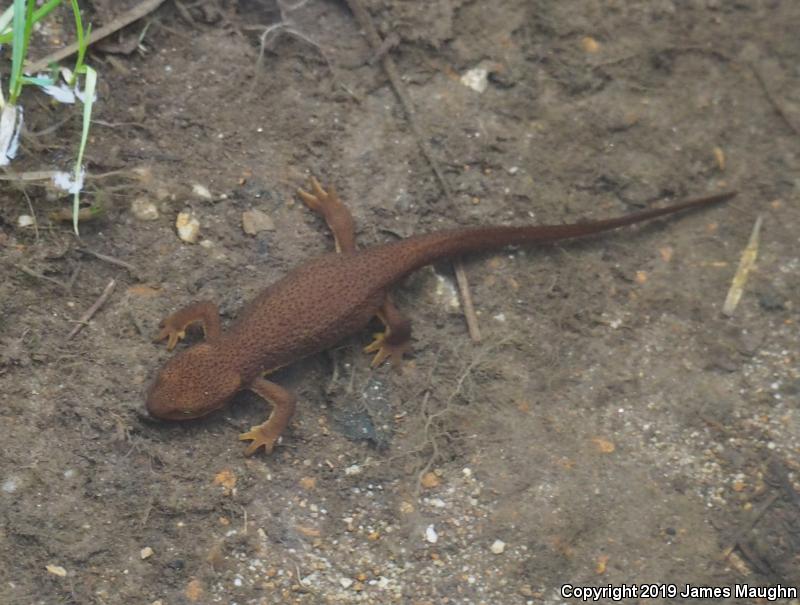 Rough-skinned Newt (Taricha granulosa)