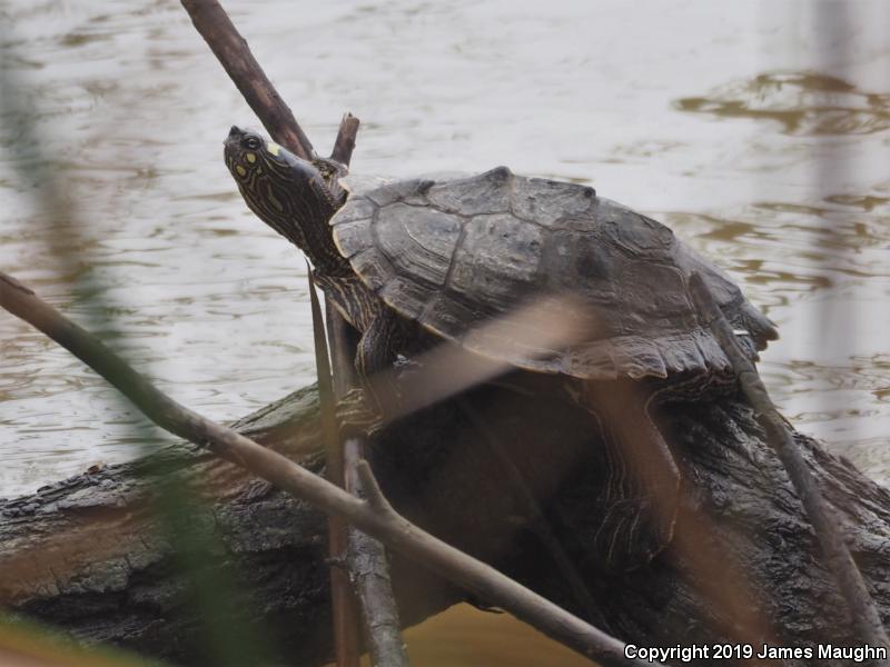 Ouachita Map Turtle (Graptemys ouachitensis)