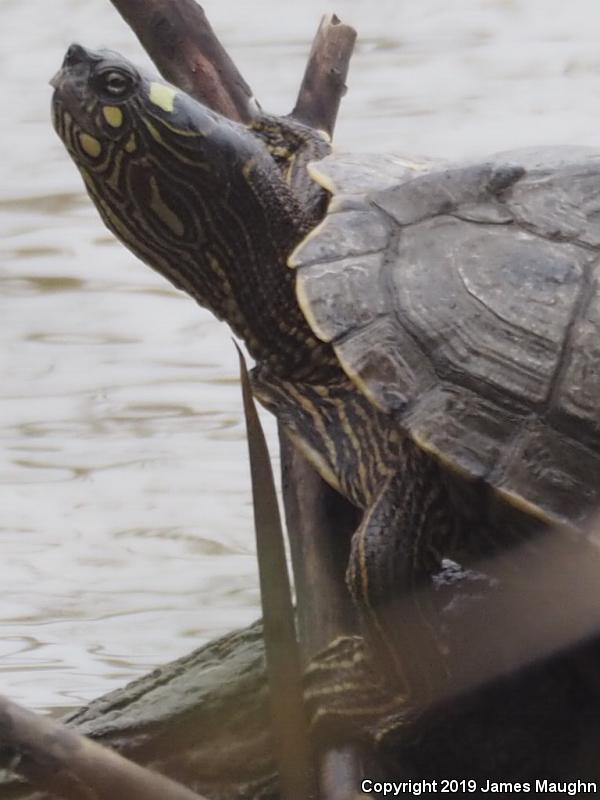 Ouachita Map Turtle (Graptemys ouachitensis)