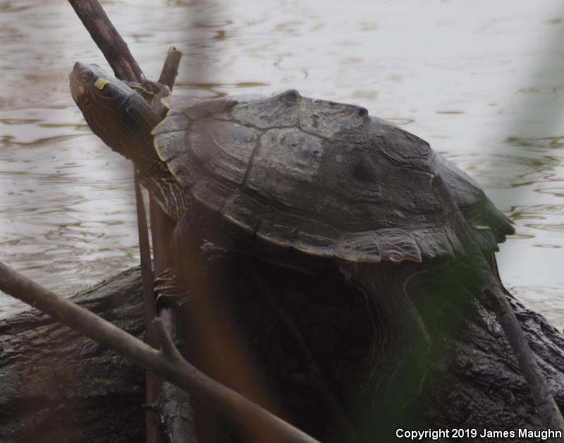 Ouachita Map Turtle (Graptemys ouachitensis)