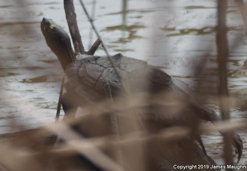 Ouachita Map Turtle (Graptemys ouachitensis)