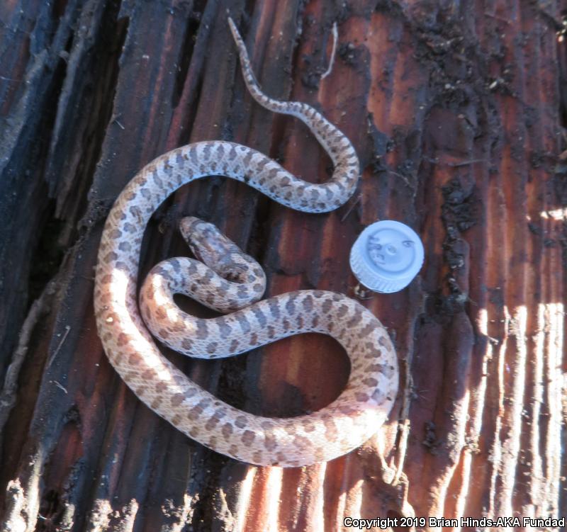 California Glossy Snake (Arizona elegans occidentalis)