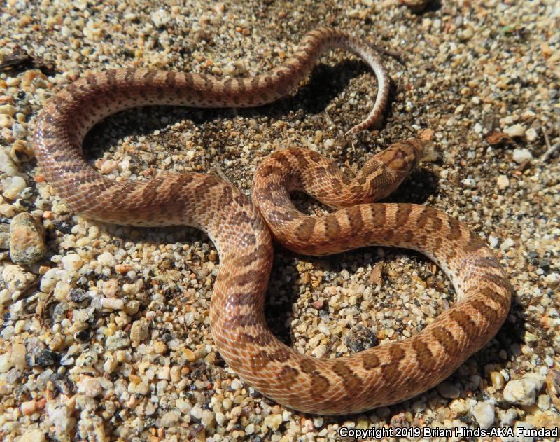 California Glossy Snake (Arizona elegans occidentalis)