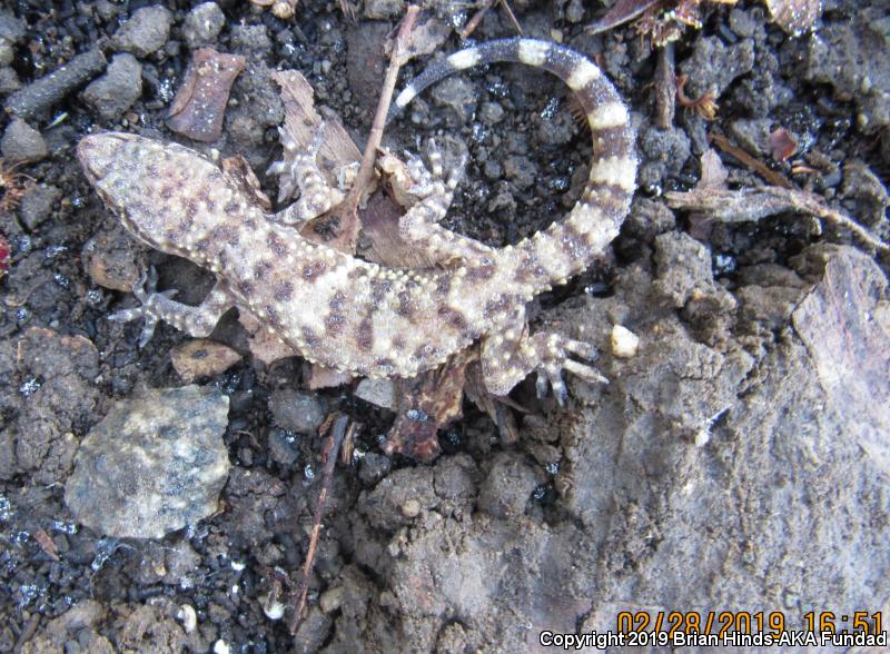 Mediterranean House Gecko (Hemidactylus turcicus)