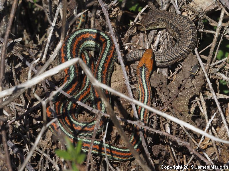 San Francisco Alligator Lizard (Elgaria coerulea coerulea)