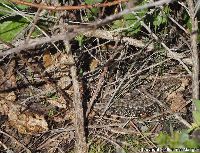 San Francisco Alligator Lizard (Elgaria coerulea coerulea)