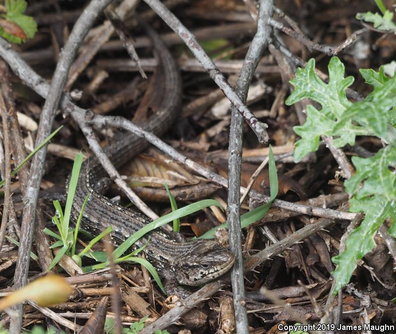 San Francisco Alligator Lizard (Elgaria coerulea coerulea)