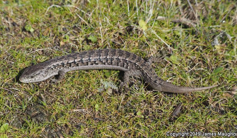 San Francisco Alligator Lizard (Elgaria coerulea coerulea)